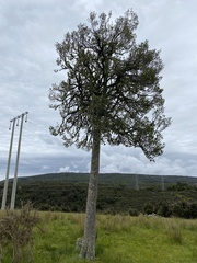 Elaeocarpus hookerianus
