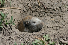 Thomomys