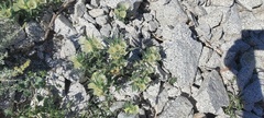 Mohavea confertiflora