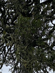 Elaeocarpus hookerianus