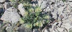 Mohavea confertiflora