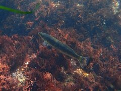 Halichoeres semicinctus