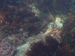 Halichoeres semicinctus