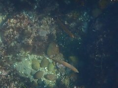 Halichoeres californicus