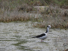 Himantopus mexicanus melanurus