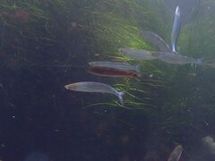 Halichoeres californicus