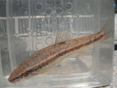 Rhinichthys obtusus