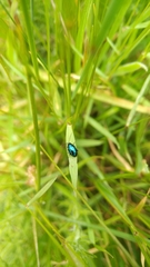 Arsipoda chrysis