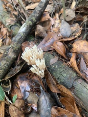 Media resource of Artomyces pyxidatus