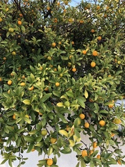 Citrus japonica