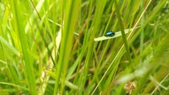 Arsipoda chrysis