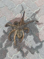 Octopus bimaculoides