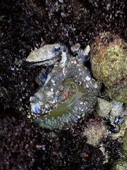Anthopleura