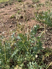 Astragalus laxmannii robustior