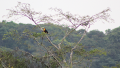 Ramphastos dicolorus