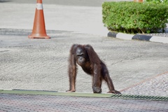 Pongo pygmaeus morio