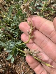 Astragalus laxmannii robustior