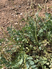 Astragalus laxmannii robustior
