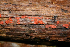 Tulasnella aurantiaca