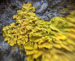 Xanthoria parietina