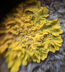 Xanthoria parietina