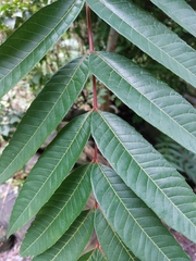 Toona sinensis