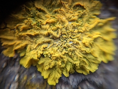 Xanthoria parietina