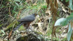 Accipiter bicolor