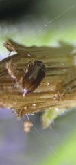 Coleoptera