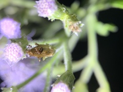 Coleoptera