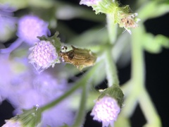 Coleoptera