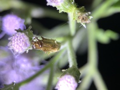 Coleoptera