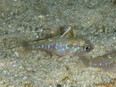 Ostorhinchus hoevenii