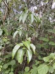 Croton mayanus
