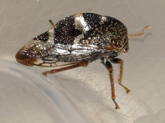 Cyrtolobus tuberosus