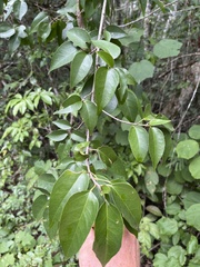 Croton mayanus