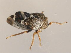 Cyrtolobus tuberosus