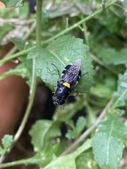 Odontomyia hunteri