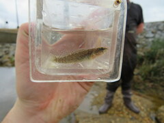 Etheostoma artesiae