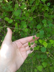 Coprosma rotundifolia