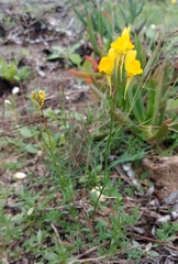 Linaria spartea