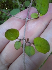 Coprosma rotundifolia