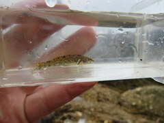 Etheostoma gracile