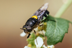 Odontomyia hunteri