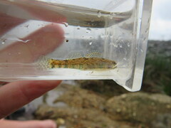 Etheostoma gracile