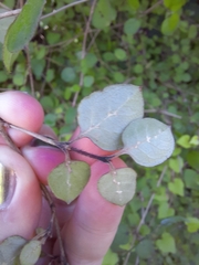 Coprosma rotundifolia