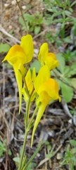 Linaria spartea