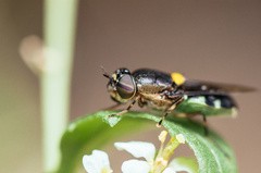 Odontomyia hunteri