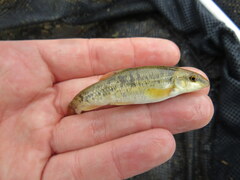 Campostoma spadiceum