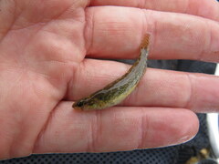 Etheostoma artesiae